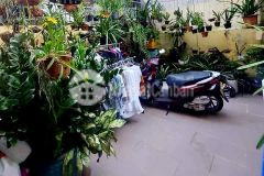 Hxh 5m, dương q hàm, 744.3x17, cực hiếm, 6 tỷ