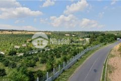 Bán 12,400m2 đất vườn hồng thái cạnh liên xã và khu trồng thanh long chỉ 135km2 lh 0938677909 hiền