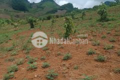 Cơ hội đầu tư sinh lời lớn với mảnh đất có diện tích gần 2ha tại vân hồ mộc châu