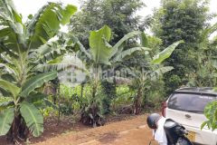 D742 bán 2 lô liền kề ngay ủy ban xã draysap giá 375 triệu 1 lô