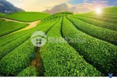 Mảnh đất cực đẹp làm homestay tại mường sang mộc châu