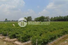 Cần bán đất gấp tây ninh giá rẻ hơn 1 tỷhơn 2000m2 đất tiện làm trang trại gần long giang tây ninh, lh0909205956