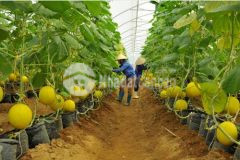 Bán đất gấp tây ninh giá rẻ 2400m2 đất tiện làm nhà vườn biệt thự, phân lô bến cầu tây ninh, lh0931572806