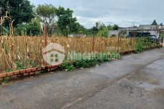 Chỉ còn 1 lô duy nhất hẻm quốc lộ 14 xã hòa khánh giá 500tr