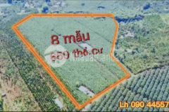 Bán 8 mẫu có 650m thổ, tạị xã quảng thành, châu đức, brvt. 450trsào. lh0904455772