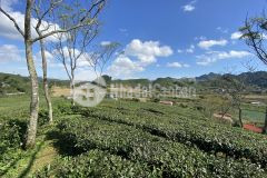 Đất đẹp đầu tư nghỉ dưỡng, homestay,...