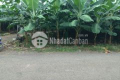 1 mẫu 9 sông trầu có vườn ao chuồng thích hợp làm nông trại