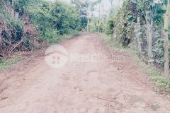 Cần bán đất sào buôn bông giá tốt