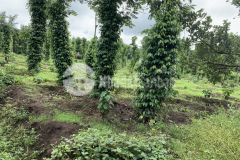 Bán 5 sào đất cực đẹp đường ô tô tại eakao buôn ma thuột giá đầu tư 245 triệu một sào