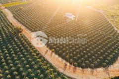 Bán lô đất vườn xã hồng thái ngay khu trồng thanh long, đường thể hiện trên sổ, chỉ 953tr 9535m2