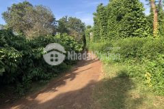 D781 bán đất xào buôn bông giá 250 triệu 1 xào