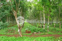 Bán lớn gấp giá rẻ gần khu công nghiệp tây ninh mặt tiền rộng, hxt, lh0931572806