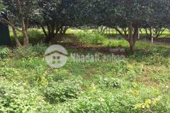 Đất vườn mimi 500m2 xã hòa khánh thông với xã eakao giá f0