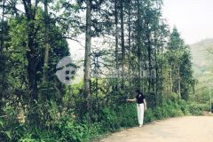 Mảnh đất hơn 800m2 trung tâm sapa tài chính thấp phù hợp đầu tư