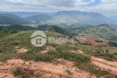 Bán 31ha đất mộc châu, pháp lý an toàn cho các nhà đầu tư