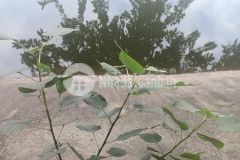 Bán đất tân vinh lương sơn 1800m 400 thổ cư giá 2.65trm 0981553441.