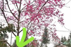 Vị trí trung tâm, view cực đẹp giá đón đầu quy hoạch y tý