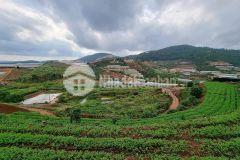 2.2 tỷ sở hữu ngay 550m2 đất bằng phẳng view rừng thông đường xe hơi đến tận đất