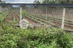 Bán lô đất cực đẹp rẻ nhất khu vực tăng ju eakao tp bmt đường nhựa to 10x30 giá 650 triệu