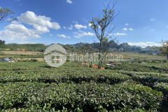 Mảnh đất có diện tích hơn 3000m2 tại thị trấn nông trường mộc châu