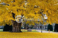 Một số nhà cho thuê vị trí đẹp, tuyến đường sầm uất