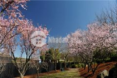 Sở hữu ngay bất động sản nghỉ dưỡng tại mộc châu view xuất sắc