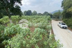 Bán nhanh 2trm2 đất sổ đỏ thị xã sơn tây phù hợp chia lô mặt tiền 50m