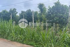 D841 bán đất xào thôn 2 xã eakao diện tích 2xao7 giá 250 triệu 1 xào