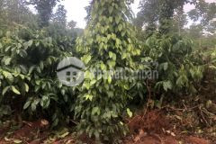 D841 bán đất xào xã eakao rẽ chỉ 250 triệu 1 xào