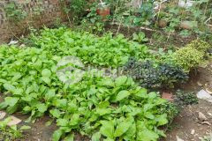 Nghuy hiểm cấm nhòm 78m đất phố trạm 4.4 tỷ long biên