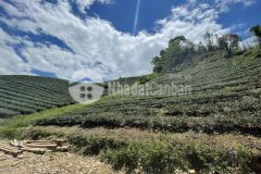 Bán mảnh đất đón sóng cao tốc hoà bình mộc châu thích hợp làm farm