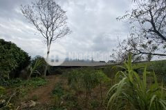 Bán đất khu du lịch sinh thái tiền tiến mộc châu giá đầu tư thanh khoản nhanh