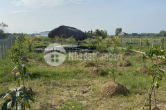 Cần bán đất nhà vườn nghĩ dưỡng 1000m2 củ chi