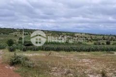 Bán lô đất 9500m2 ngay khu canh tác thanh long, điện nước đầy đủ, giá chỉ 100km2