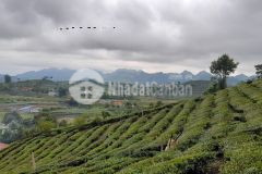 Cơ hội sở hữu lô đất hơn 1500m2 ngay ql6 tại mộc châu đầu tư sinh lời lớn