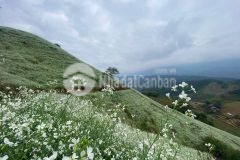 Bán mảnh đất mộc châu gần đường tl. đón đầu quy hoạch khu đô thị chiềng sơn