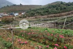 Cần bán lô đất gần 3ha tại sapa vị trí siêu đẹp