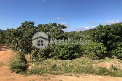 D880 bán đất xào draysap huyện krongana chỉ 130 triệu 1 xào