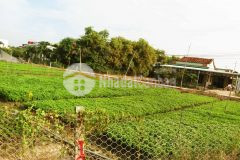 1040 m2 đất full thổ lộc trung, cần giuộc, chỉ 2.9 trm2