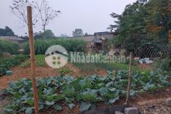 Bán đất xuân linh, thủy xuân tiên, chươn mỹ giá rẻ đầu tư sinh lời cao