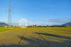 Ruộng lúa diên sơn cách dân chỉ hơn 200m