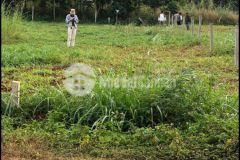 Đất biển hồ pleiku gia lai 145m2 gía 380 triệu