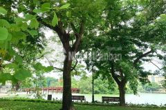 Bán nhà mặt phố ngõ cầu gỗ, hoàn kiếm, mặt tiền 9m, giá 117 tỷ.