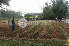 Cần bán lô đất thôn ái tử, xã triệu ái, huyện triệu phong, tỉnh quảng trị.