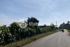 Chính chủ muốn bán lô đất 200m2 mặt tiền đường âu cơ