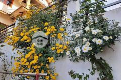 Chủ cần bán gấp nhà mặt tiền nguyễn văn công 67m2 giá 10.2 tỷ