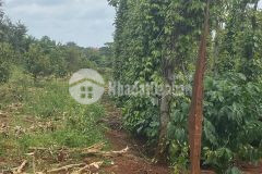 D922 bán đất hoà xuân 2 mặt tiền trước và sau