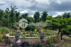 D924 bán đất nhà vườn cây ăn trái và trang trại kinh doanh xã hòa phú giá 5.5 tỷ