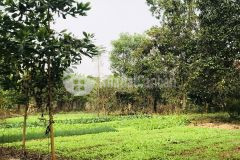 Chỉ nhỉnh 2trm2 chủ nhờ bán dt 6424m2 tại cư yên lương sơn hb đầu tư sinh lời cao