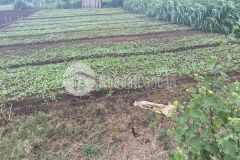 D921 bán đất hẻm cấp 1 đường tố hữu khánh xuân cách chợ duy hòa 2 km